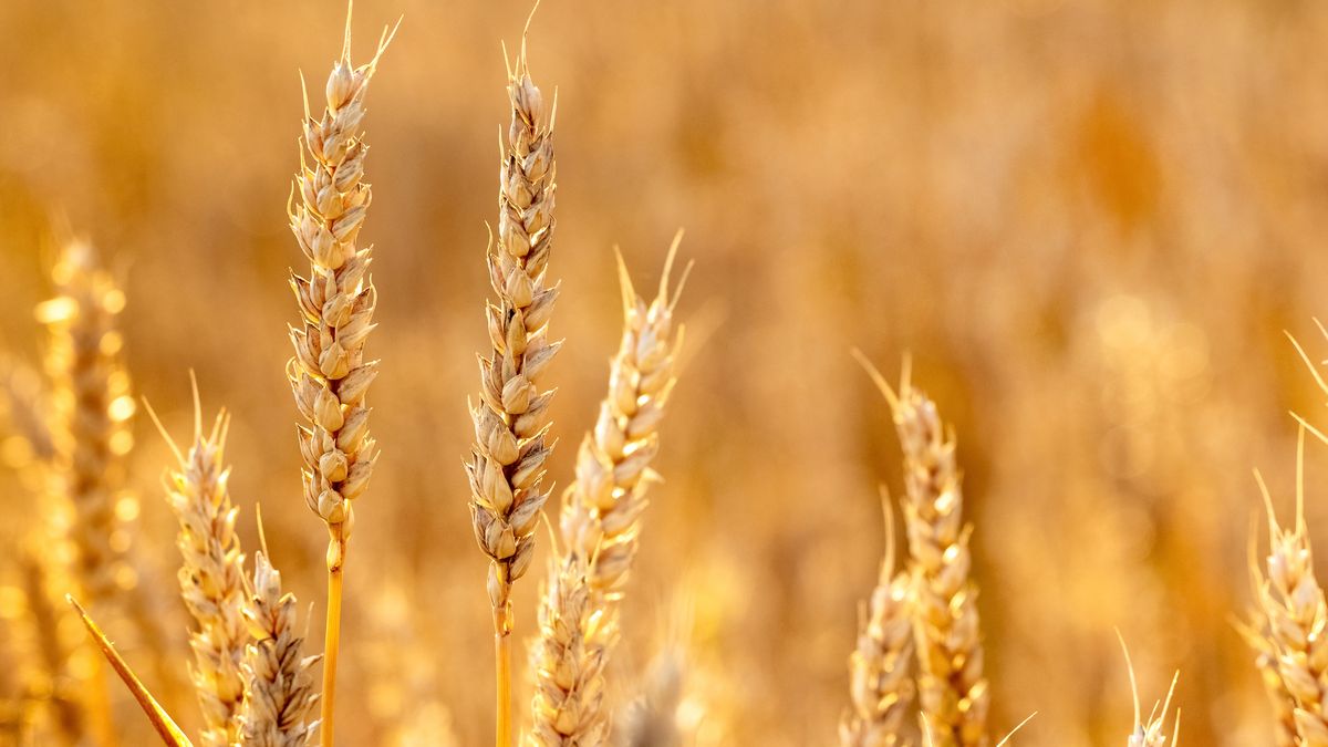 Stát zkontroloval obilí a další suroviny z Ukrajiny. Byly v pořádku